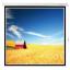ӦҶ(Redleaf)82 ֶͶӰĻ4:3 Ļ